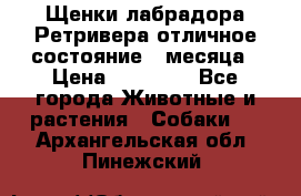 Щенки лабрадора Ретривера отличное состояние 2 месяца › Цена ­ 30 000 - Все города Животные и растения » Собаки   . Архангельская обл.,Пинежский 